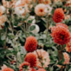 Meet your Posher, Abbey